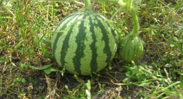 Jak snadné je určit zralost melounu na zahradě, nejlepší metody, jak to nedělat